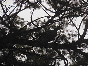 grouse in tree