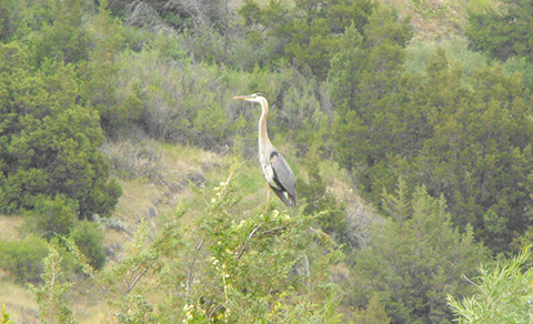 great blue heron