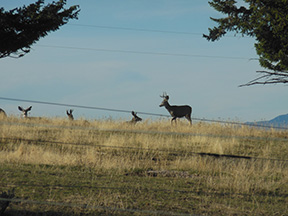 Mule Deer on Hill