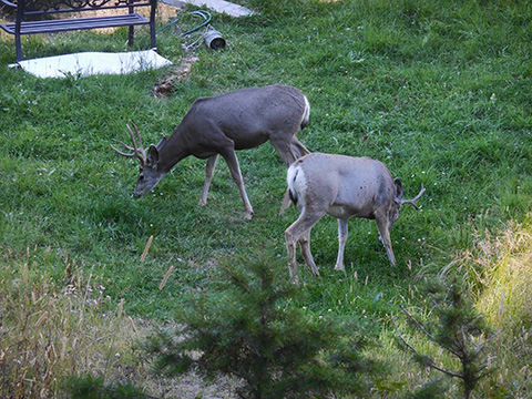 deer feeding