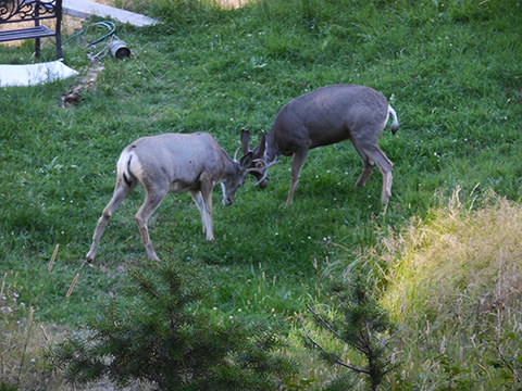 deer playing