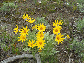 Arrowleaf Balsamroot