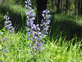 blue lupine