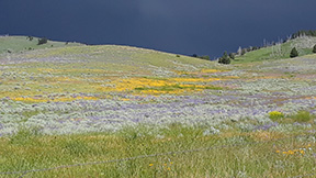 Wildflowers in the meadow